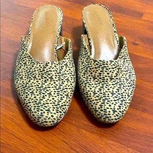 Adorable speckled mule